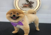 Fluffy Tails – Mobile Pet Grooming Services in Doh