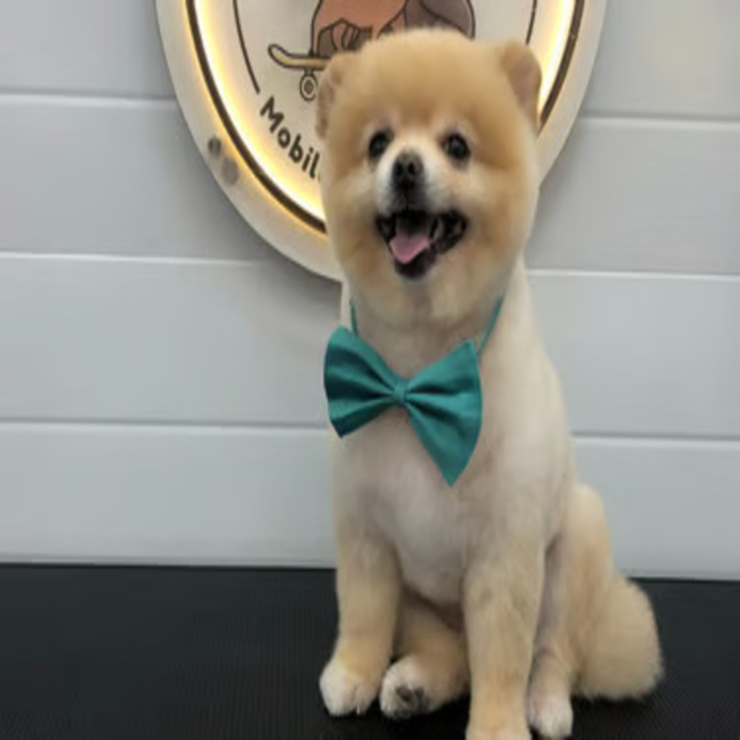 Fluffy Tails – Mobile Pet Grooming Services in Doh