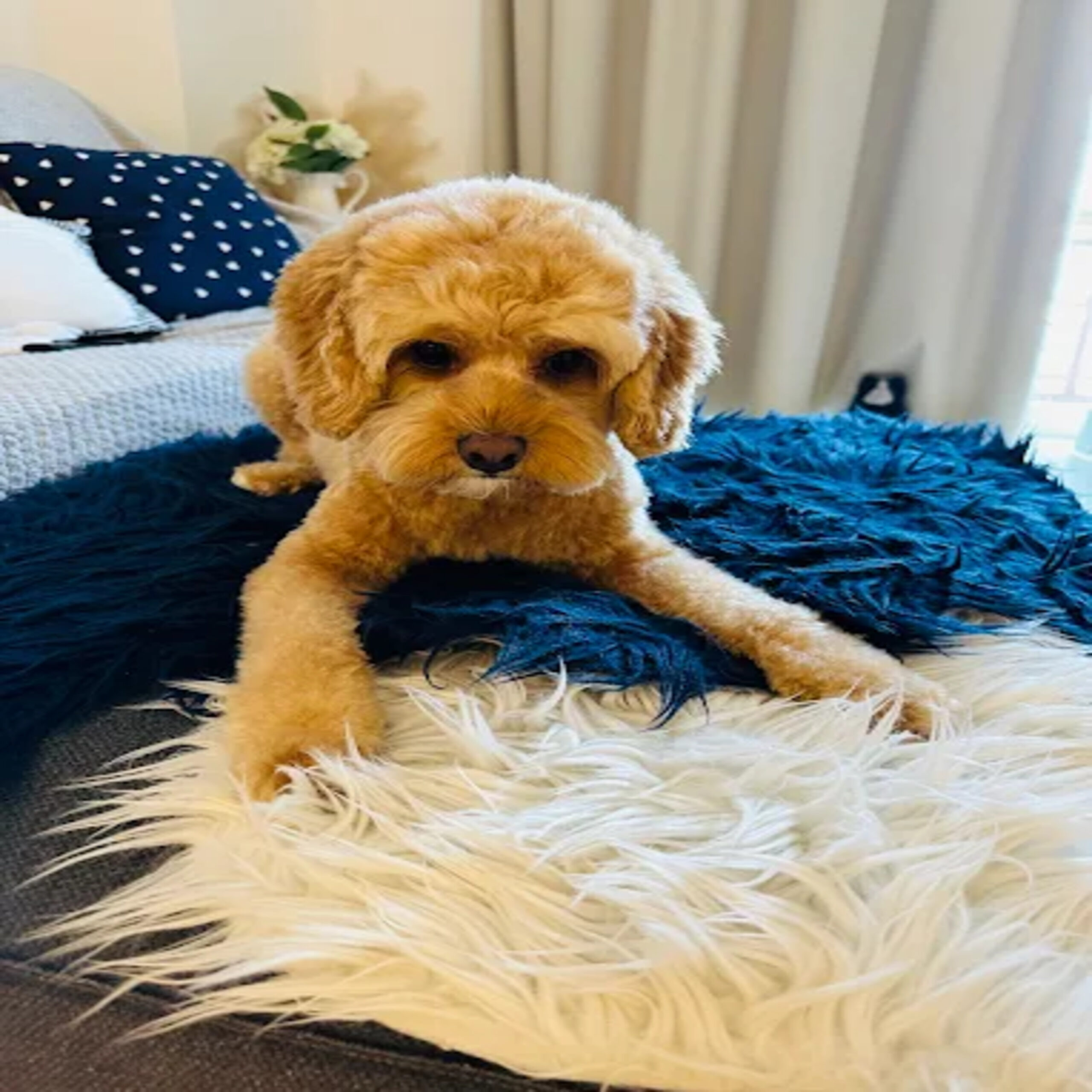 Fluffy Tails – Mobile Pet Grooming Services in Doh