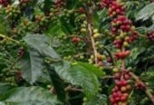 Coffee Green Bean – Arabica Gayo Aceh