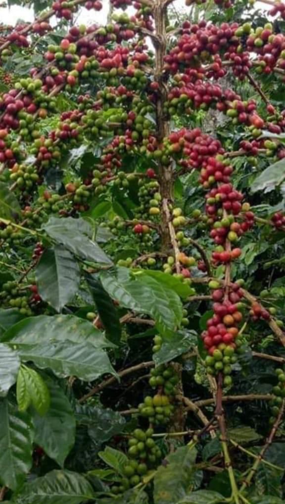 Coffee Green Bean – Arabica Gayo Aceh