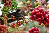 Coffee Green Bean – Arabica Gayo Aceh