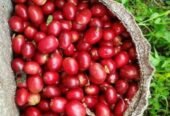 Coffee Green Bean – Arabica Gayo Aceh