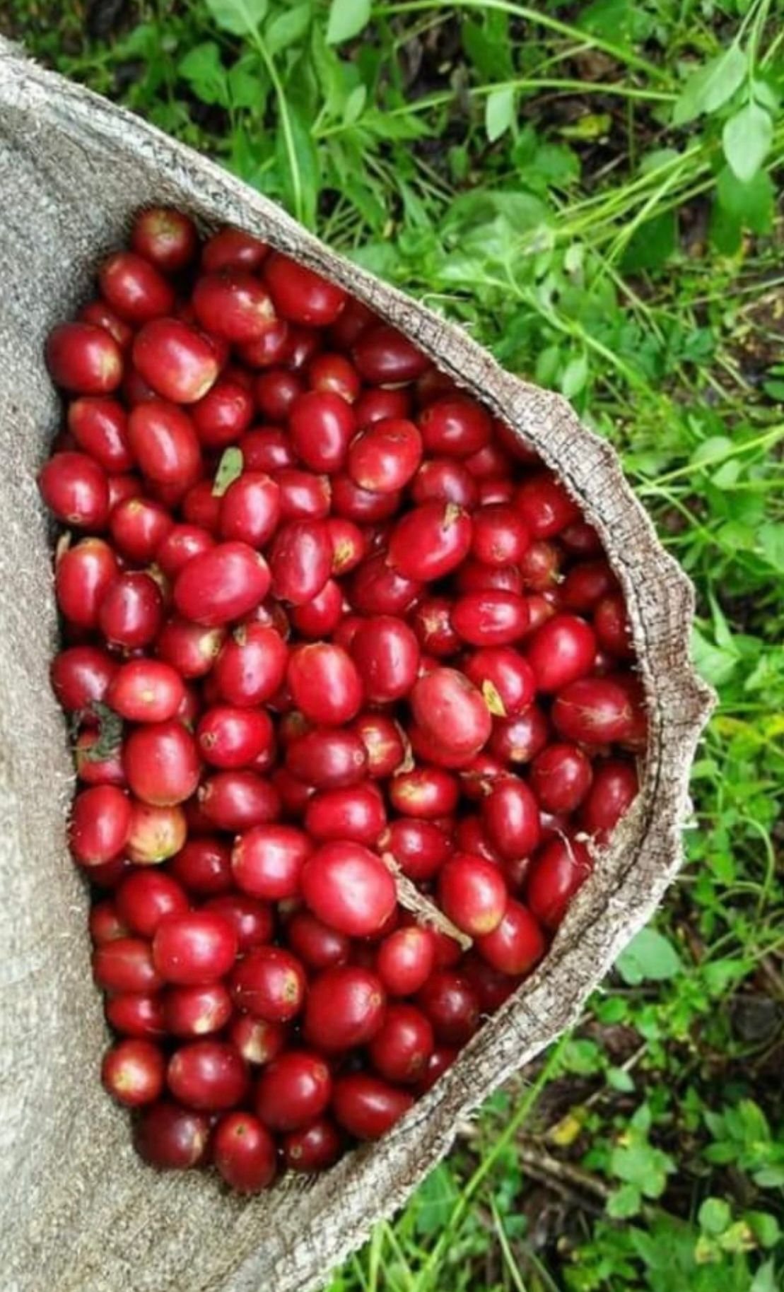 Coffee Green Bean – Arabica Gayo Aceh